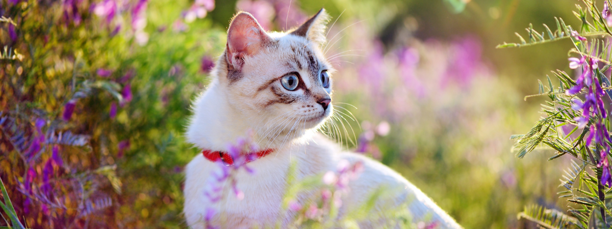 Dierenwinkel | tuincentrum GroenRijk Assen