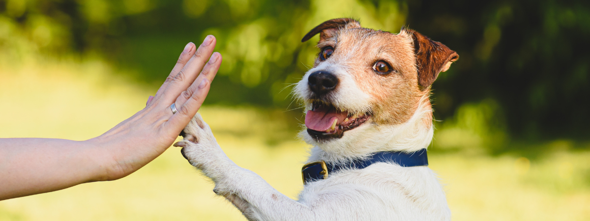 Dierenwinkel | tuincentrum GroenRijk Assen