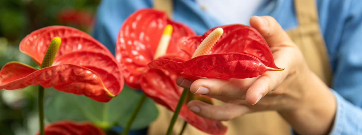 Bloeiende kamerplanten | GroenRijk Assen Bloeiende kamerplanten | GroenRijk Assen