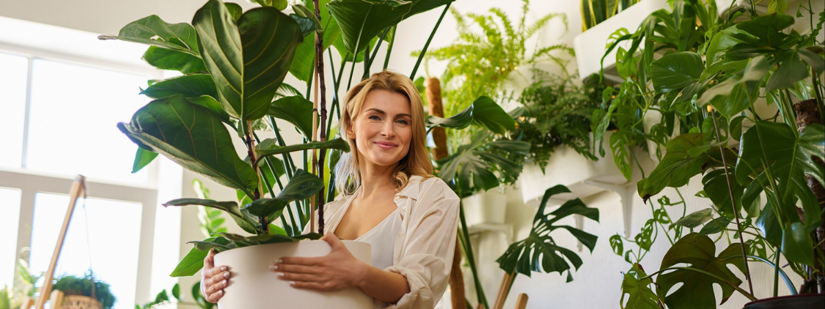 Groene kamerplanten | GroenRijk Assen