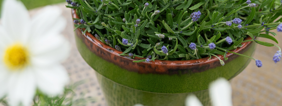 elho bloempot | GroenRijk Assen