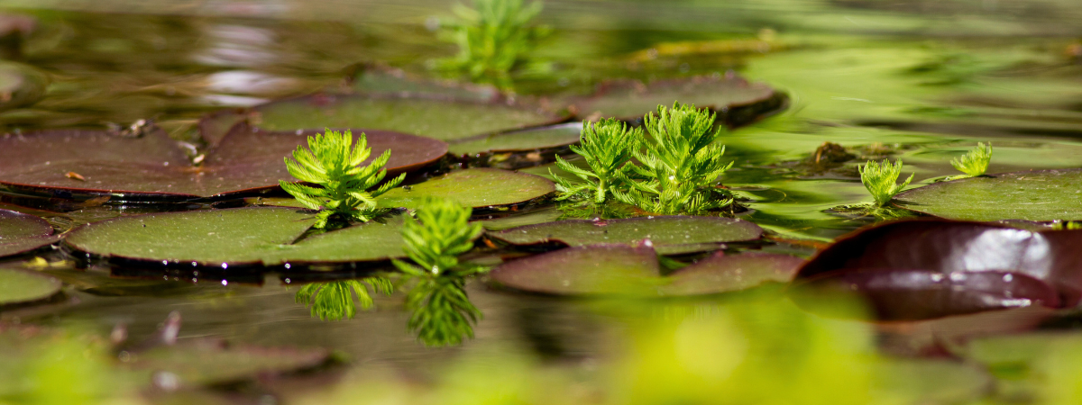 Shop vijverplanten bij GroenRijk Assen!