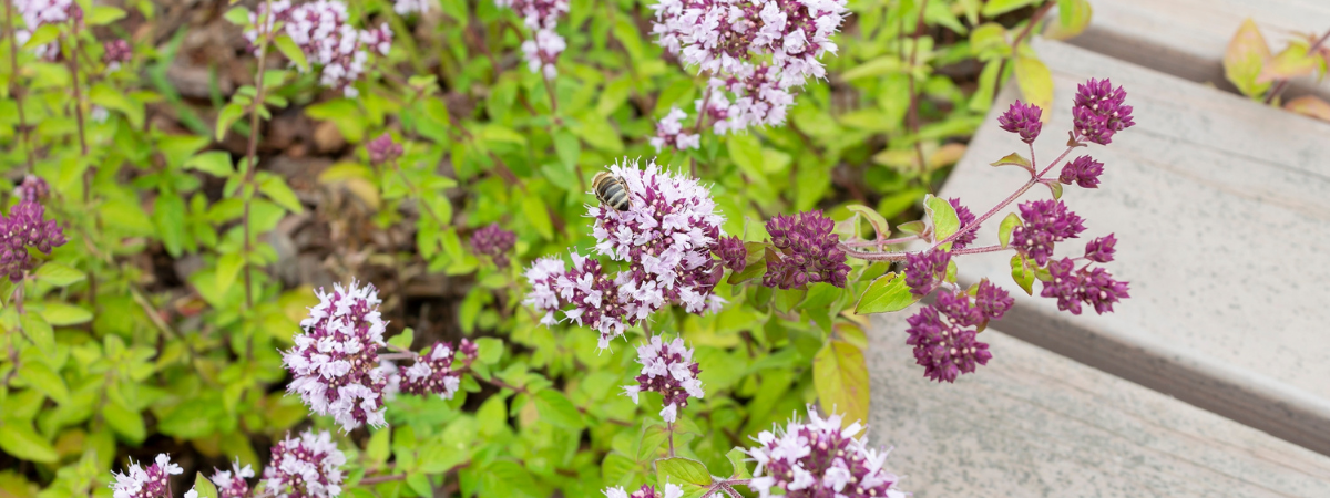 Shop inheemse tuinplanten bij GroenRijk Assen!