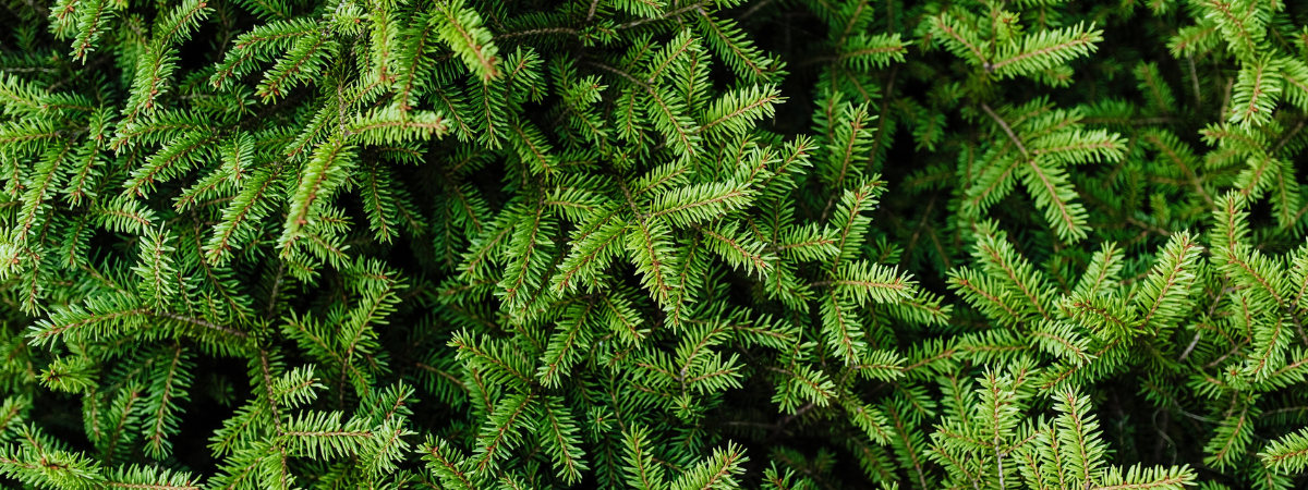 Kerstboom kopen bij GroenRijk Assen: kwaliteit en service! Kerstboom kopen bij GroenRijk Assen: kwaliteit en service!