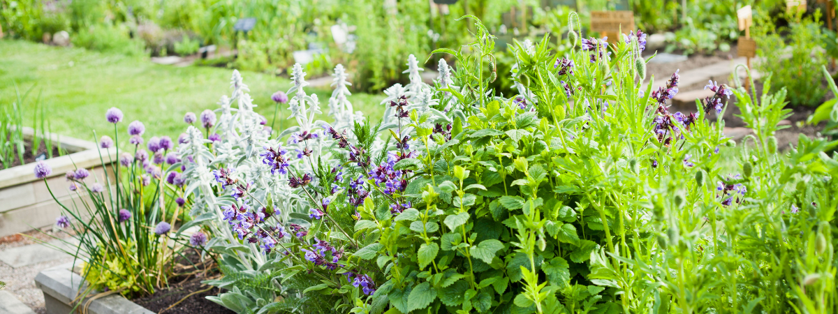 Bij GroenRijk Assen vind je tuinplanten die je buitenruimte omtoveren tot een levendig paradijs. 