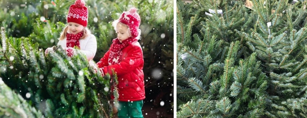 Kerstboom kopen in de buurt van Assen Groenrijk tuincentrum