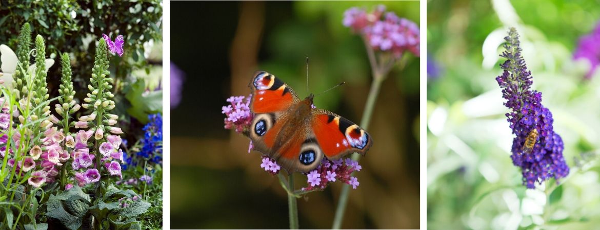 Goede Tips voor een vlindertuin - GroenRijk Assen OQ-06