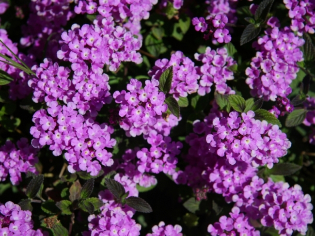 Snijbloemen kopen GroenRijk Assen nabij Beilen