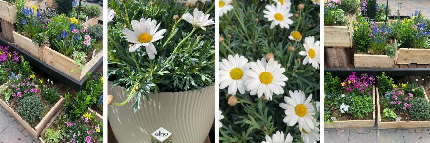 Tuinplanten kopen in Assen