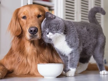 4 oktober DIERENDAG!