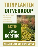 Grote Najaarssale Planten met 50% korting!