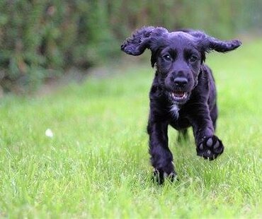 Lekker spelen! Een gratis ontmoetingsplek voor puppy's