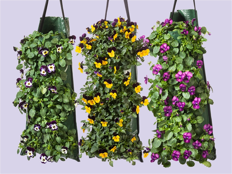 Bosviolen in wandhanger: kleur aan de muur