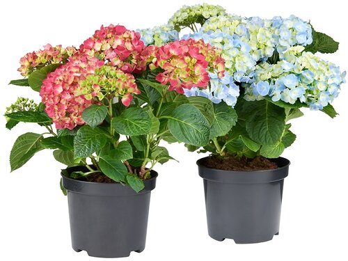 Elk jaar meer Hortensia!