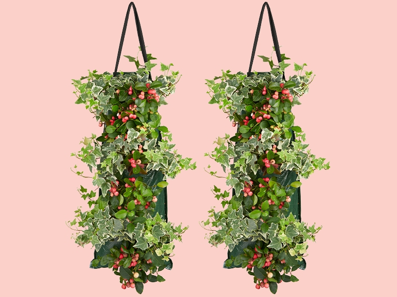 Gaultheria & Hedera: een droomduo in een wandhanger