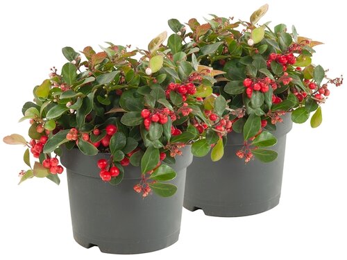 Gaultheria: winterhard en groenblijvend