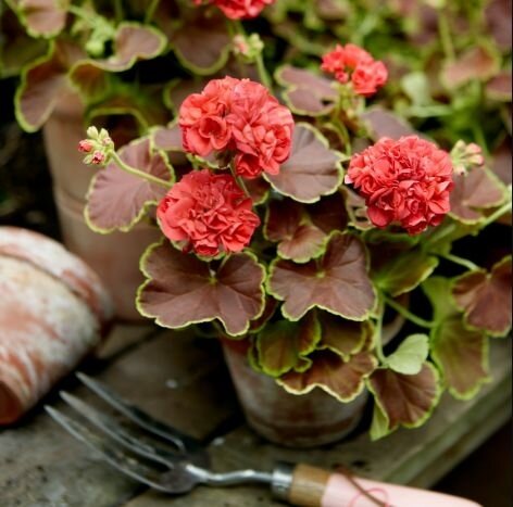 Geranium vol kleur en geur