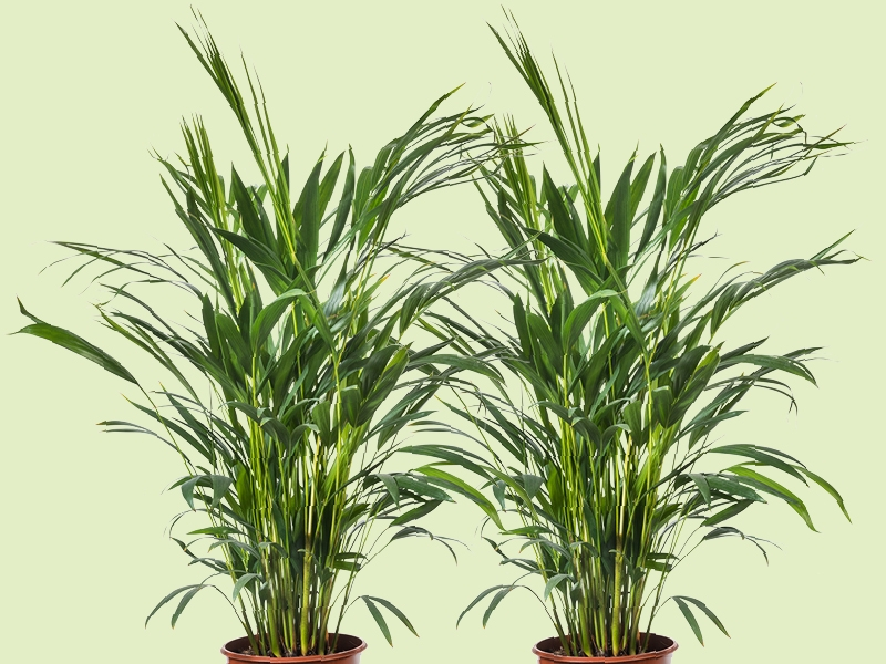 Goudpalm: de luchtverfrisser die gewoon in je woonkamer past