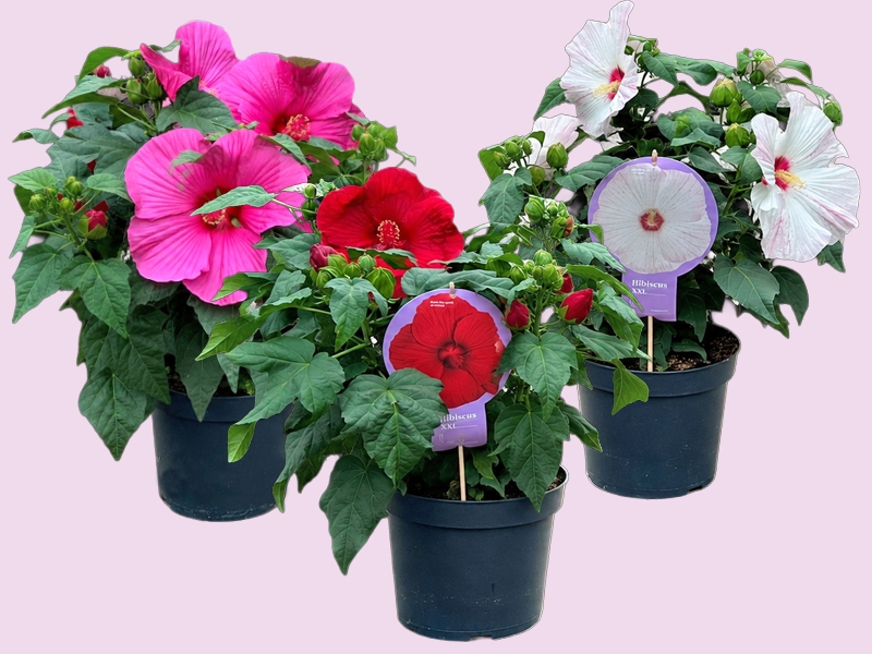 Hibiscus moscheutos ‘Extreme’: Tropische bloemen met een groots karakter
