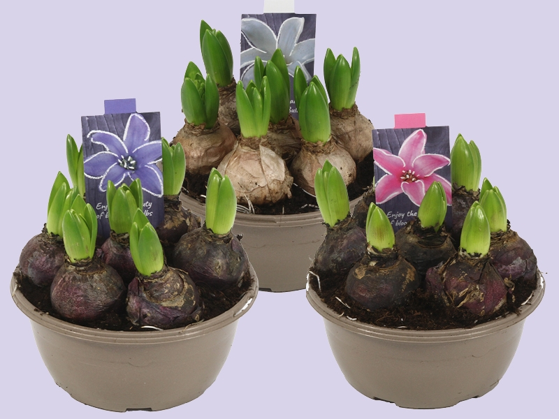 Hyacint – Geurige voorbode van de lente