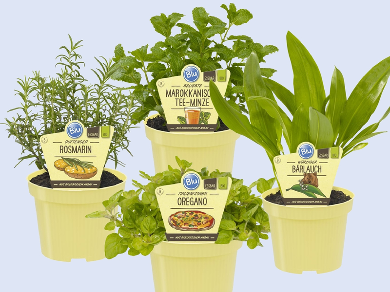 Kruiden met karakter voor keuken en tuin