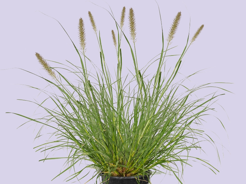 Lampenpoetsersgras, natuurlijk siergras