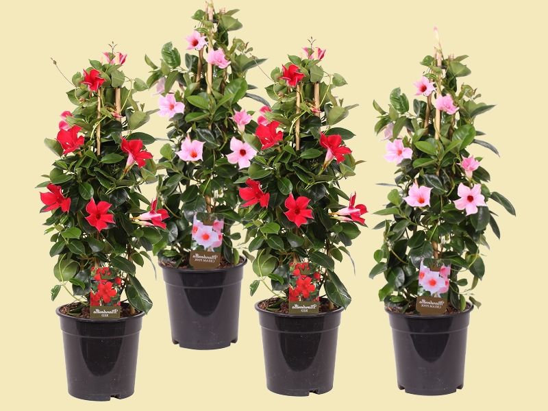 Mandeville: zonaanbidder in bloei