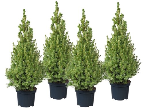 Mini kerstboom: Picea glauca ‘Conica’