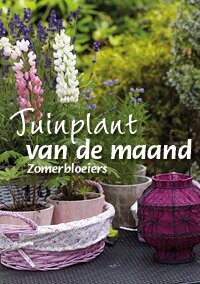 Hollands zomerboeket zet je tuin in vuur en vlam