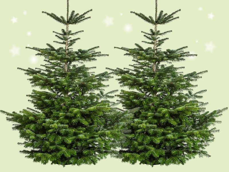Nordmann spar – De koning van de kerstbomen