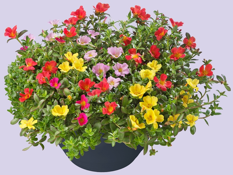 Portulaca – zon, kleur en eindeloze bloei