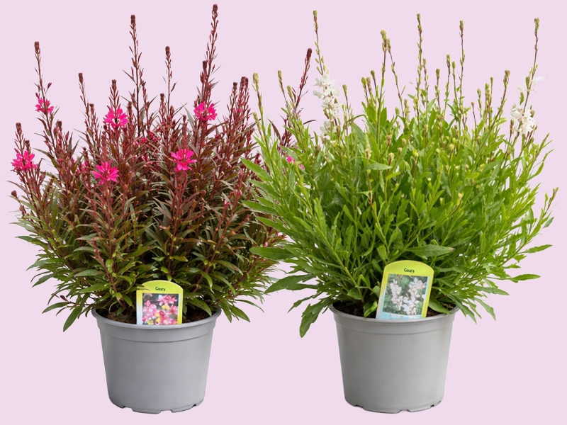 Prachtkaars: wervelend vlindereffect in je tuin