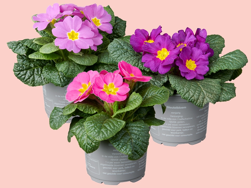 Primula: een vrolijke start van het voorjaar