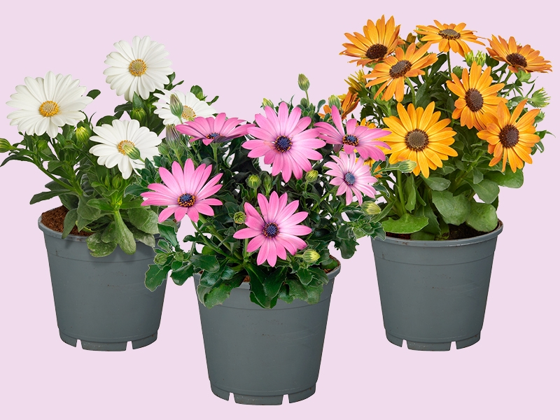 Spaanse Margriet – zon in bloei