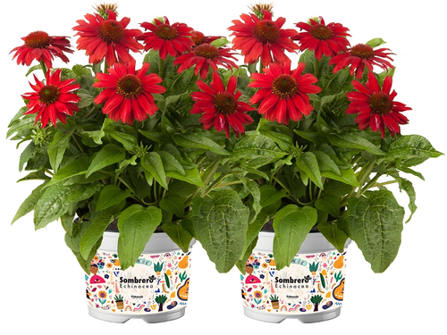  Tuinfiesta met Echinacea purpurea 'Sombrero'