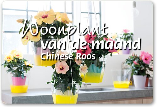 Woonplant van de Maand mei: Chinese roos