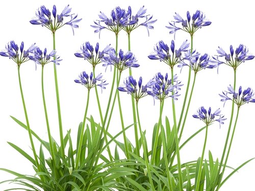 Zomerliefde van Agapanthus 'Amourette Blue'