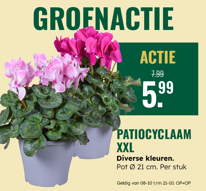 Groenactie: Patiocyclaam XXL