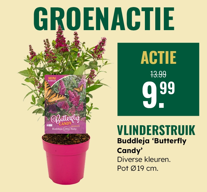 Groenactie: Vlinderstruik
