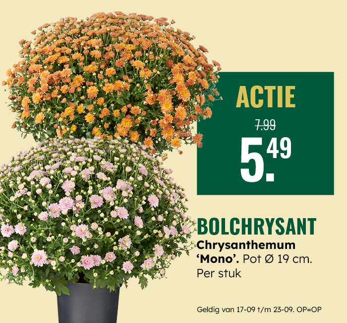 Weekaanbieding: Bolchrysant
