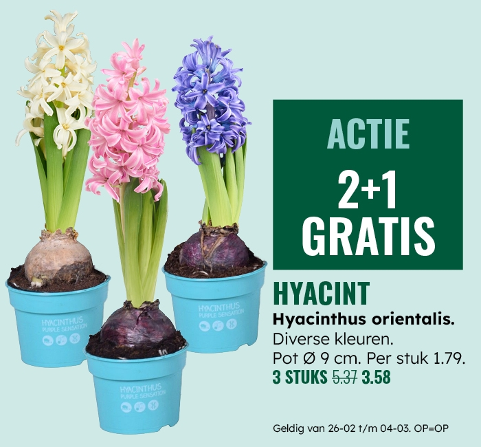 Weekaanbieding: Hyacint