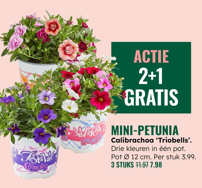 Weekaanbieding: Mini-petunia