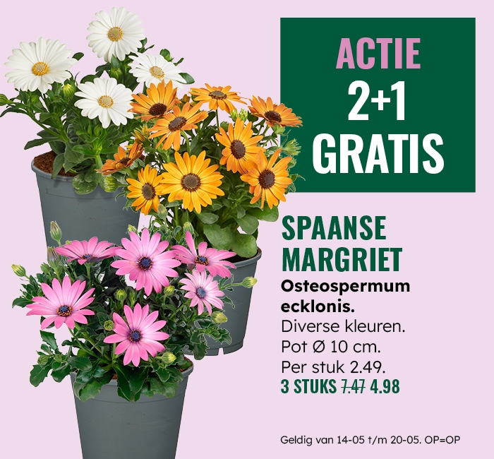 Weekaanbieding: Spaanse margriet