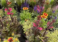 Tuinplanten