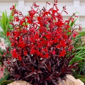 Campanulaceae