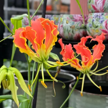 Bloeiende kamerplanten