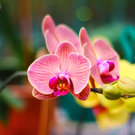 Bloeiende kamerplanten | GroenRijk Assen