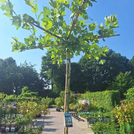 Bomen en struiken | GroenRijk Assen