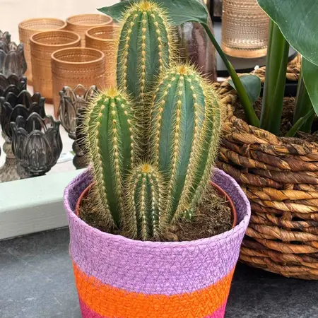 Cactussen en vetplanten