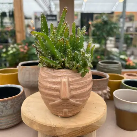 Cactussen en vetplanten